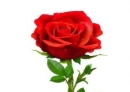 ᐈ Картинка розочка фотография, картинка роза | скачать на Depositphotos®